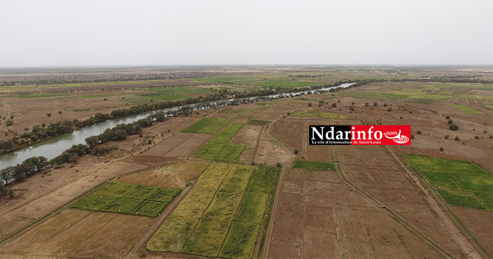 RIZICULTURE : 330 ha aménagements de la KOICA boostent le secteur à PODOR ( vidéo ) RIZICULTURE : 330 ha aménagements de la KOICA boostent le secteur à PODOR ( vidéo )