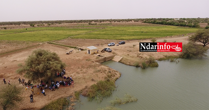 RIZICULTURE : 330 ha aménagements de la KOICA boostent le secteur à PODOR ( vidéo ) RIZICULTURE : 330 ha aménagements de la KOICA boostent le secteur à PODOR ( vidéo )