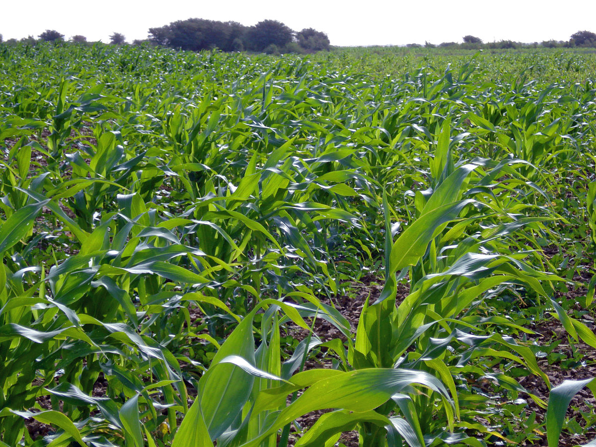 Campagne agricole dans la vallée : Pause pluviométrique de 40 jours, le riz au stade épiaison