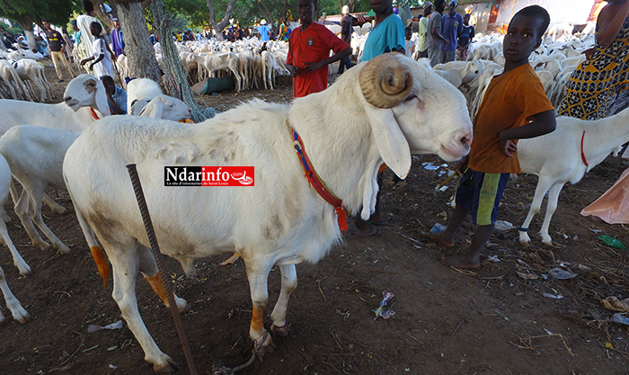 Le plus gros belier du foirail réclame 700.000 FCFA Le plus gros belier du foirail réclame 700.000 FCFA