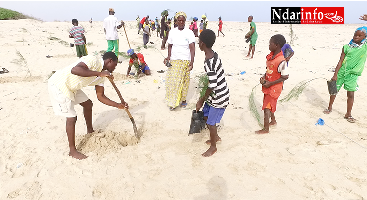 Lutte contre l’érosion côtière : près de 5.000 têtes de filaos plantées sur le littoral de  l’île Keur Bernard, ce matin (vidéo)
