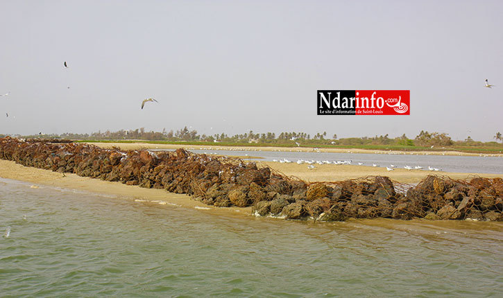 Gestion écosystème des zones humides : Le Directeur des parcs nationaux liste les difficultés pour la conservation des oiseaux migrateurs. Gestion écosystème des zones humides : Le Directeur des parcs nationaux liste les difficultés pour la conservation des oiseaux migrateurs.