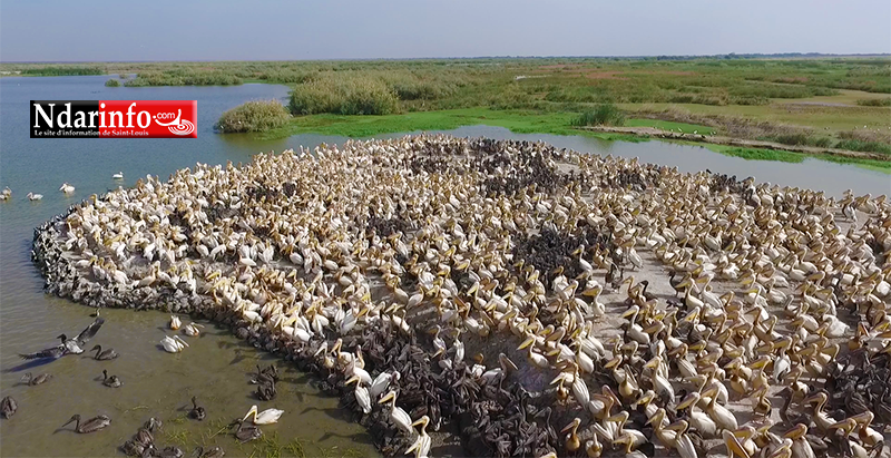 Le PARC DU DJOUDJ, une perle écologique menacée ( documentaire )