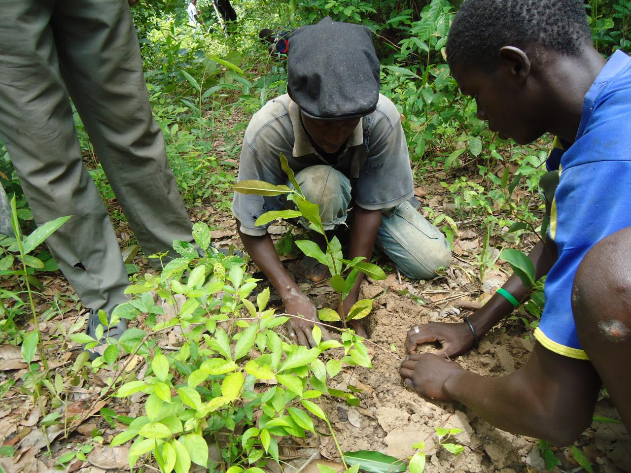 Gestion des ressources forestières : L'ONP/ bois s’engage à coté du ministère de l’environnement à reboiser 10.000 arbres par région.