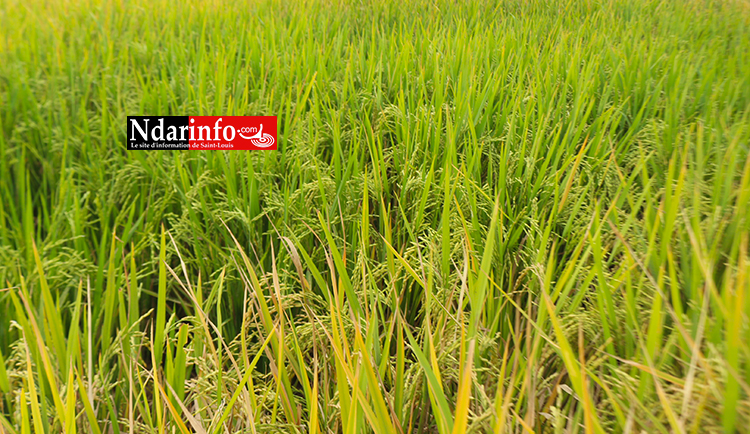 Gros importateur de riz, le Sénégal bientôt exportateur