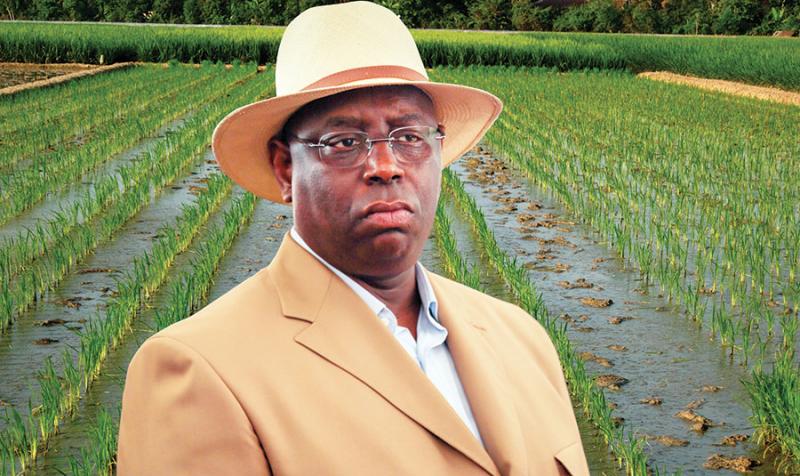 AUTOSUFFISANCE EN RIZ: Exit 2017, voilà 2019, année électorale, pour un «ceebu jën» totalement national AUTOSUFFISANCE EN RIZ: Exit 2017, voilà 2019, année électorale, pour un «ceebu jën» totalement national