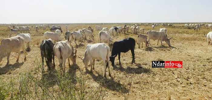 SOCIAL : les champs de SENHUILE abreuvent le cheptel ( photos ) SOCIAL : les champs de SENHUILE abreuvent le cheptel ( photos )