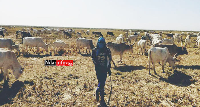 SOCIAL : les champs de SENHUILE abreuvent le cheptel ( photos ) SOCIAL : les champs de SENHUILE abreuvent le cheptel ( photos )