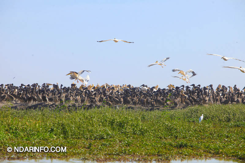 ÉCOLOGIE : Dénombrement des Oiseaux d’Eau du Parc du DJOUDJ (Images exclusives) 