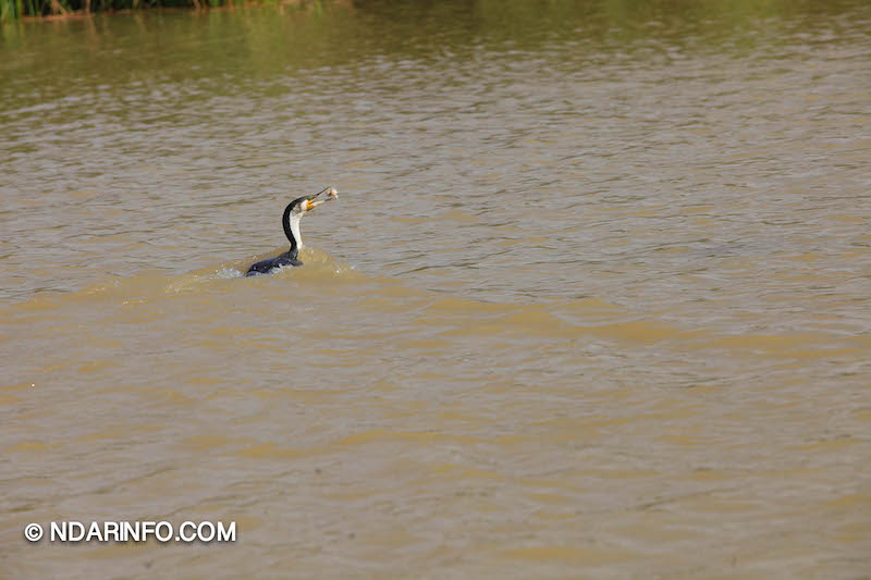ÉCOLOGIE : Dénombrement des Oiseaux d’Eau du Parc du DJOUDJ (Images exclusives) 