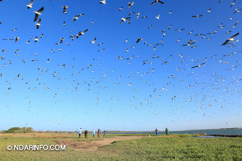 ÉCOLOGIE : À la découverte des colonies d’oiseaux qui peuplent l’îlot du PNLB (VIDÉO & PHOTOS )