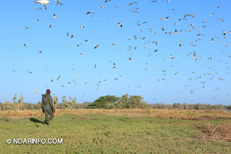 ÉCOLOGIE : À la découverte des colonies d’oiseaux qui peuplent l’îlot du PNLB (VIDÉO & PHOTOS )