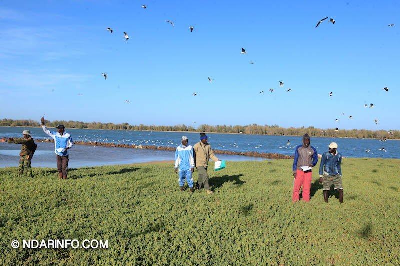 ÉCOLOGIE : À la découverte des colonies d’oiseaux qui peuplent l’îlot du PNLB (VIDÉO & PHOTOS )