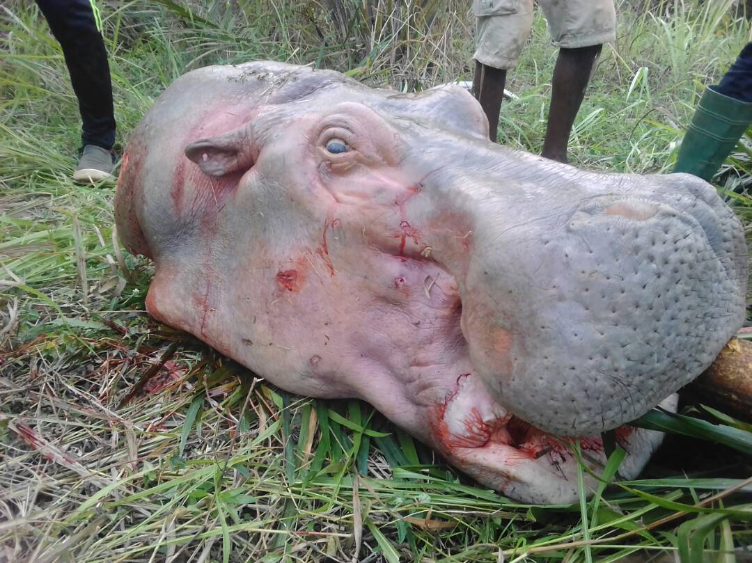 Chasse illicite aux hippopotames avec arme à feu : deux braconniers béninois déférés en prison