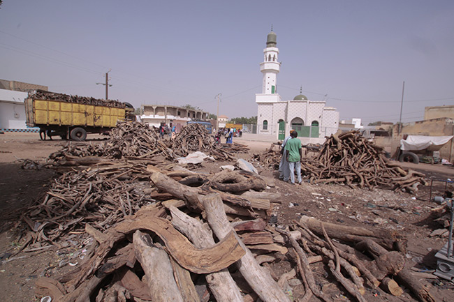 Les trois fléaux du Sénégal Les trois fléaux du Sénégal