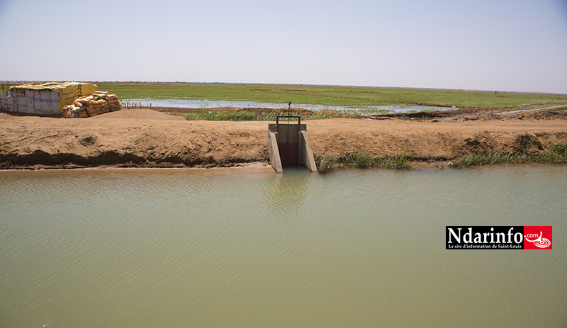 Essor de la Compagnie agricole de Saint-Louis : l’accès à l’eau aux producteurs locaux, un pari relevé (vidéo) Essor de la Compagnie agricole de Saint-Louis : l’accès à l’eau aux producteurs locaux, un pari relevé (vidéo)