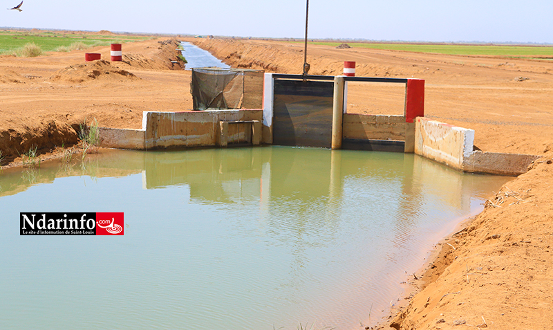Essor de la Compagnie agricole de Saint-Louis : l’accès à l’eau aux producteurs locaux, un pari relevé (vidéo) Essor de la Compagnie agricole de Saint-Louis : l’accès à l’eau aux producteurs locaux, un pari relevé (vidéo)