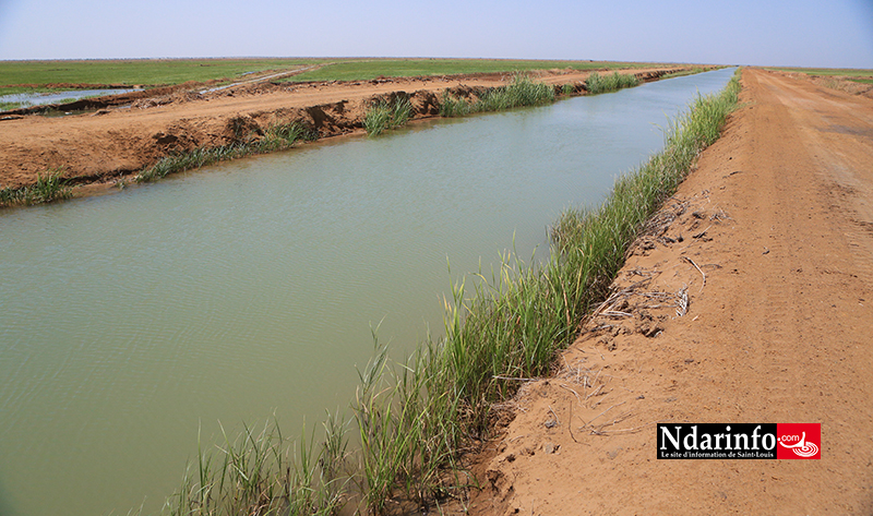 Essor de la Compagnie agricole de Saint-Louis : l’accès à l’eau aux producteurs locaux, un pari relevé (vidéo) Essor de la Compagnie agricole de Saint-Louis : l’accès à l’eau aux producteurs locaux, un pari relevé (vidéo)