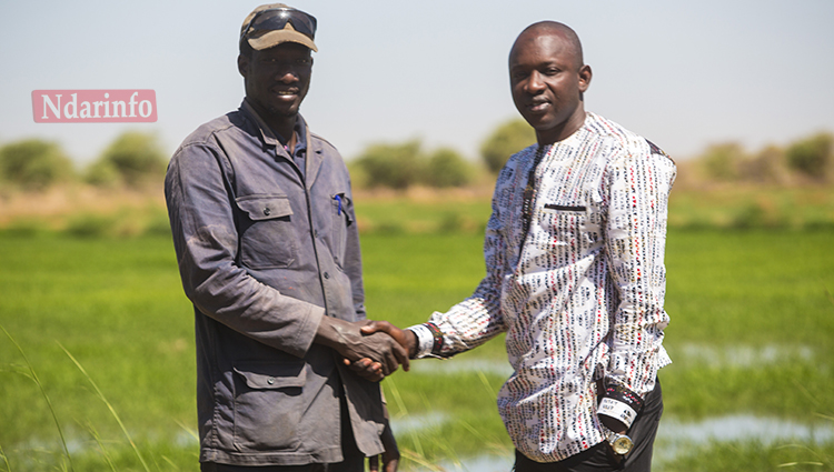 Le jeune producteur Natogo DIOP dans son champ, avec Amadou DIOP, responsable des constrats de culture de la CASL