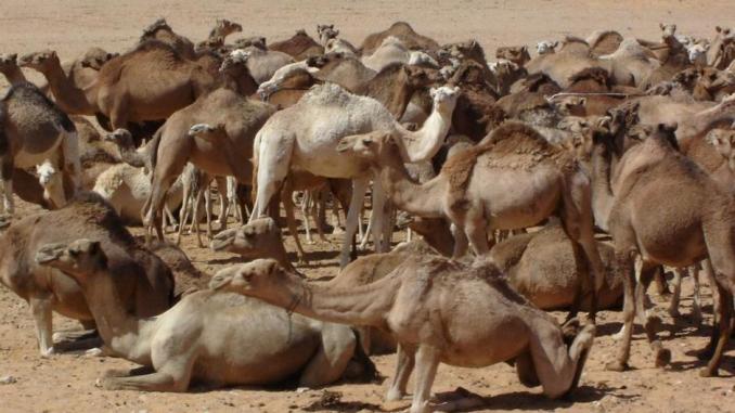 Transhumance du cheptel mauritanien au Sénégal : Macky SALL envoie un émissaire à Ould Abdel Aziz