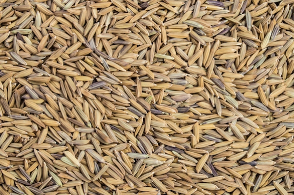 Le prix du riz paddy fixé à 130 FCFA le kilo