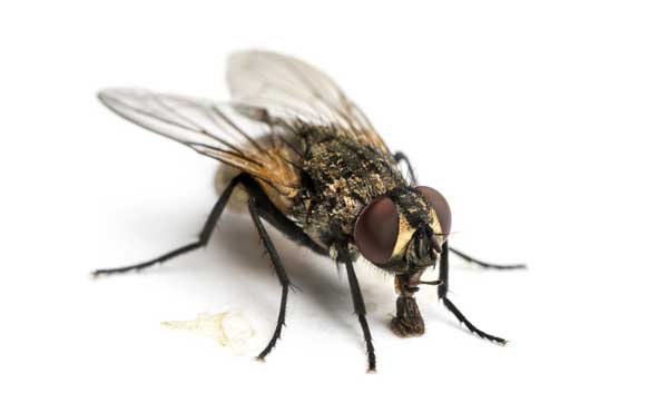 Prolifération dangereuse des mouches à Saint-Louis : quels dangers sur votre santé ?