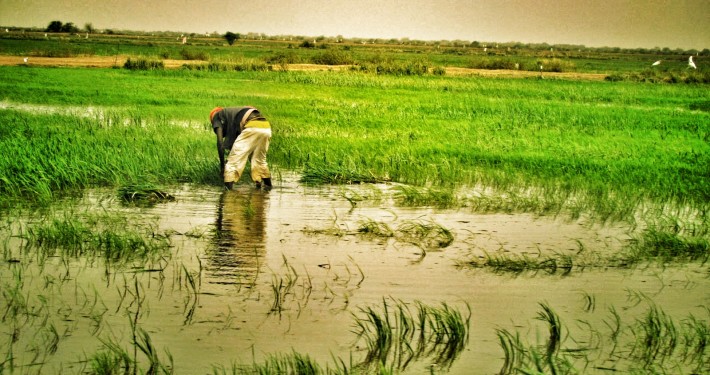 Malaise dans le WALO : À FOURARATE, des milliers d'hectares de riz séquestrés par les eaux …