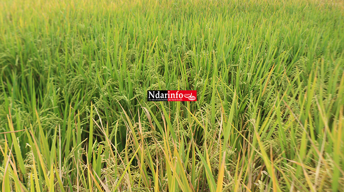 Campagne agricole 2018/2019 dans la vallée : La récolte du paddy a démarré