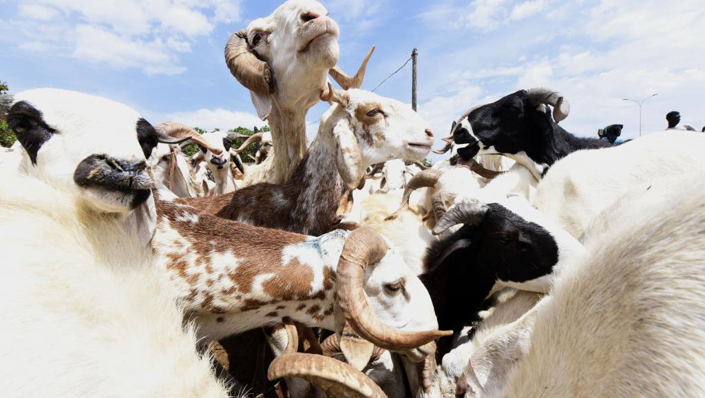 Tabaski 2018 : 350 000 moutons en provenance de la Mauritanie pour ravitailler le marché Tabaski 2018 : 350 000 moutons en provenance de la Mauritanie pour ravitailler le marché