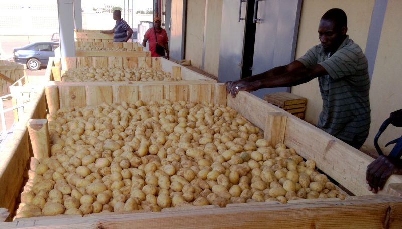 Il n’y a pas de pénurie de pomme de terre au Sénégal, assure le directeur de l’ARM