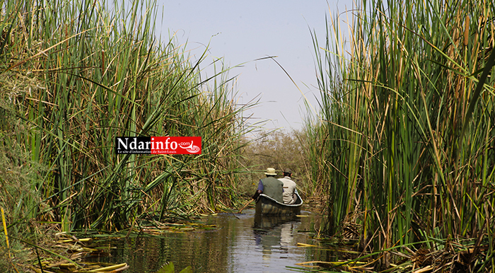 Vers la transformation du Typha en combustible au Sénégal