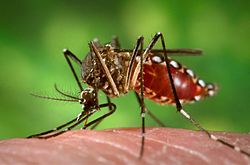 Dengue : Un nouveau cas détecté