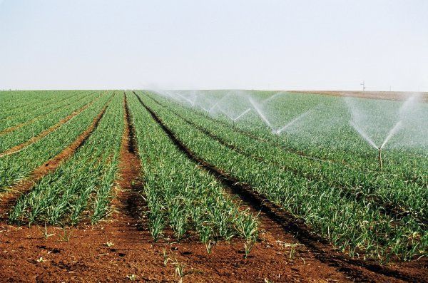 " La campagne agricole sera bonne " ( ministre)