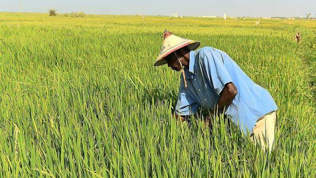 Autosuffisance en riz : les acteurs font le  point