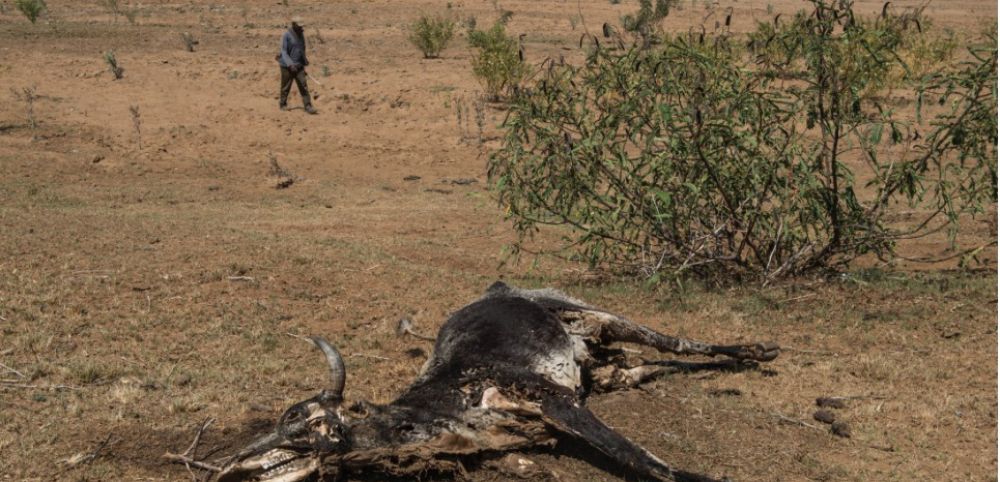 Keur Momar Sarr : Des pastèques empoisonnées tuent cinq vaches