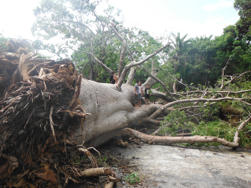 Koungheul : Un homme tué par un baobab Koungheul : Un homme tué par un baobab
