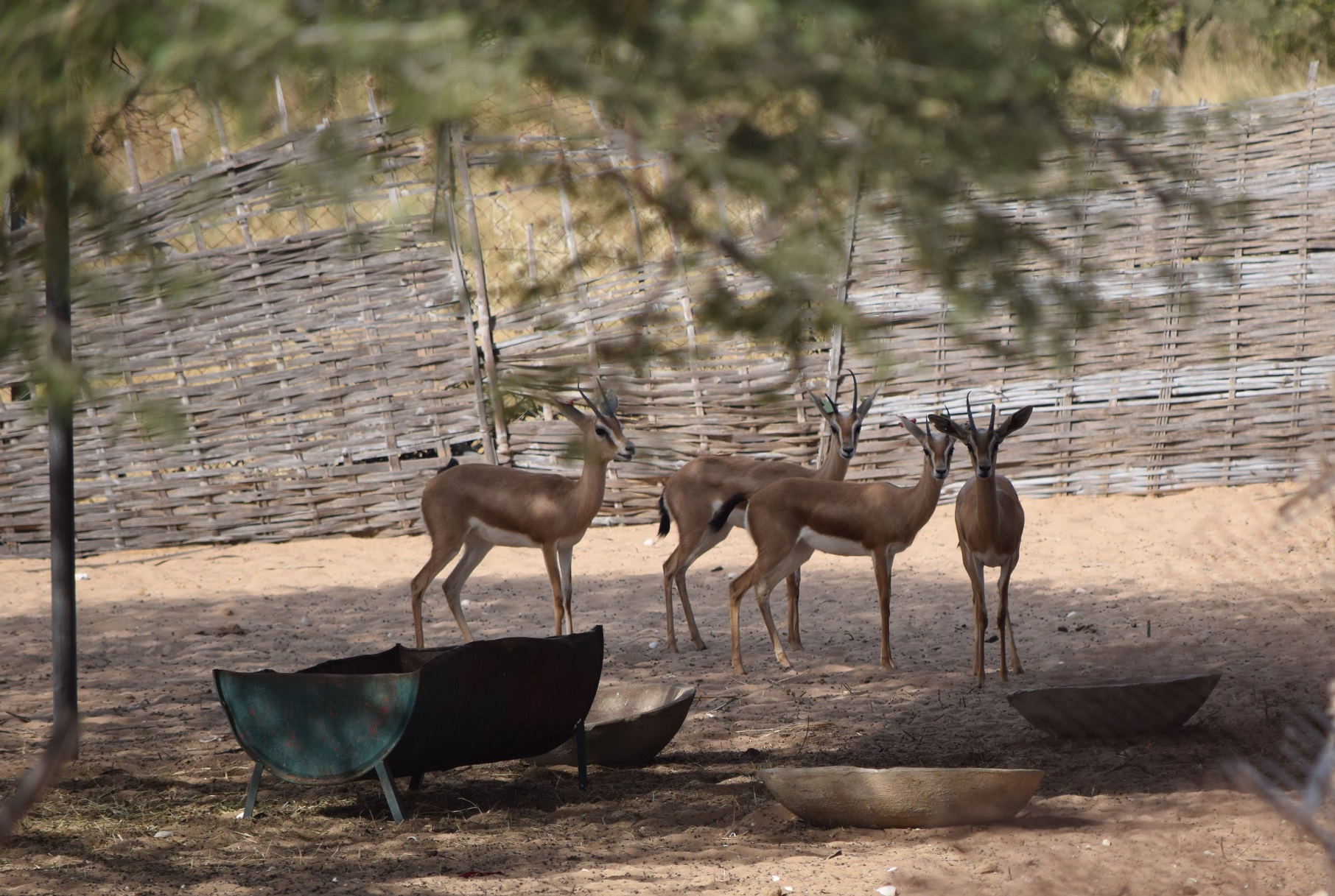 Les gazelles dorcas