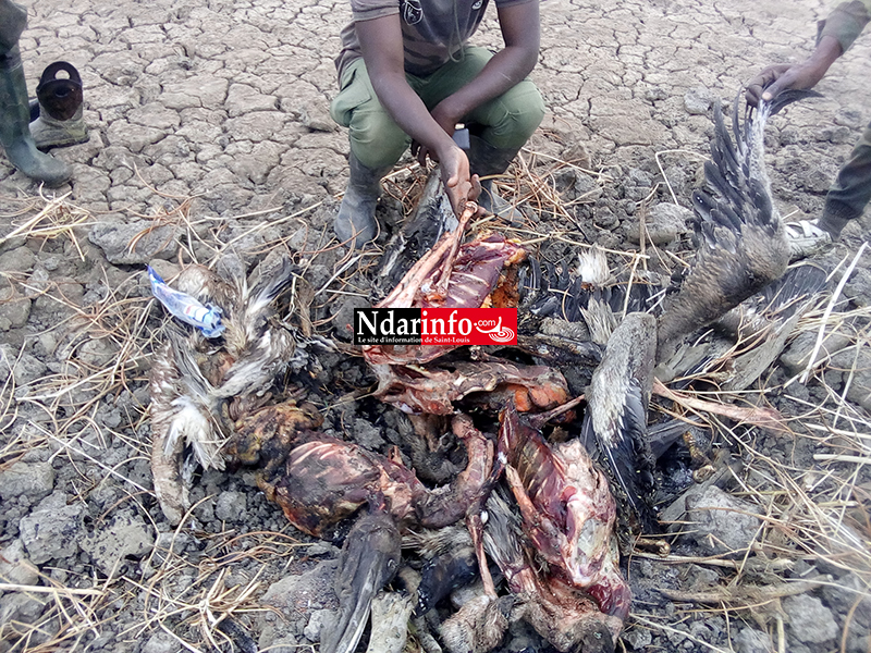 ​Massacre de bébés pélicans au Djoudj : des images effroyables (Photos)