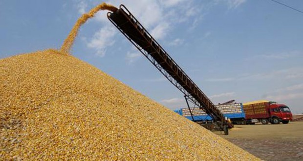 Hausse de la production céréalière estimée à plus de 2,735 millions de tonnes pour 2018-2019
