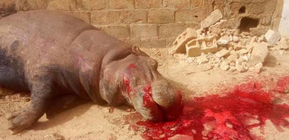 Kedougou : Entre la légalité et l'opportunité d'une décision de tuer un hippopotame ? Kedougou : Entre la légalité et l'opportunité d'une décision de tuer un hippopotame ?