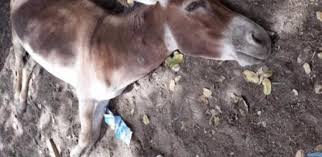 ÉPIDÉMIE DE GRIPPE ÉQUINE : 91 équidés tués à Koumpétoum