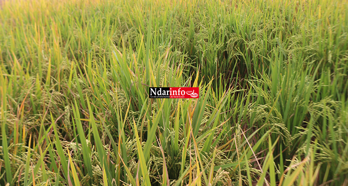 Le Pariis va contribuer à atteindre l’autosuffisance en riz (autorité) Le Pariis va contribuer à atteindre l’autosuffisance en riz (autorité)