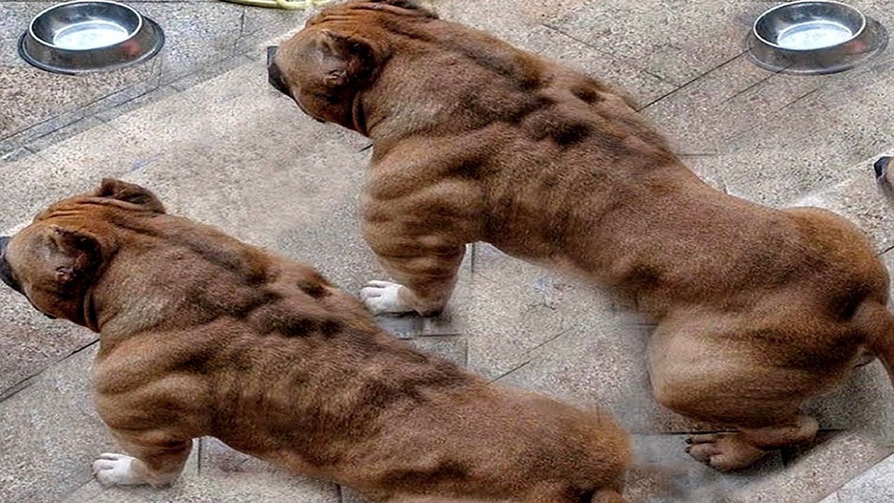Pikine : Cinq pitbulls mis à mort par le sous-préfet et leurs propriétaires déférés au parquet