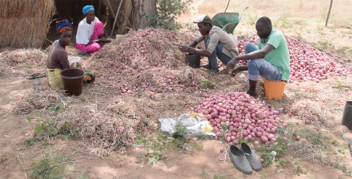 Des producteurs locaux en pleine récolte Des producteurs locaux en pleine récolte
