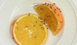Mouche des fruits : un projet régional pour mutualiser les approches stratégiques