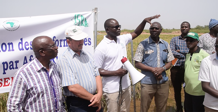 Autosuffisance en riz : AfricaRice vante les mérites de ses semences hybrides (vidéo)