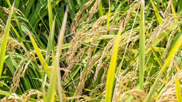 Mise au point par AfricaRice d’une technologie améliorée d’étuvage du riz