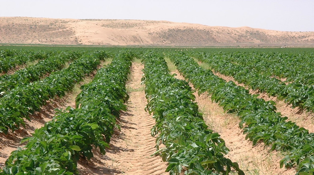 MBANE : des rongeurs attaquent les cultures MBANE : des rongeurs attaquent les cultures