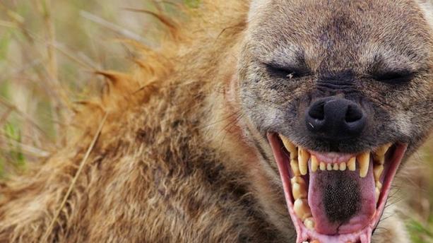 Nioro du Rip : une hyène terrorise la population