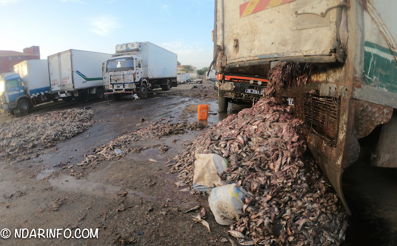 INDISCIPLINE : des milliers de poissons pourris déversés à l’entrée de Saint-Louis (photos)